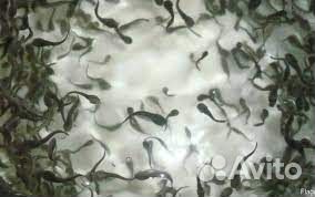 Рыбопосадочный материал Кларий Мраморный