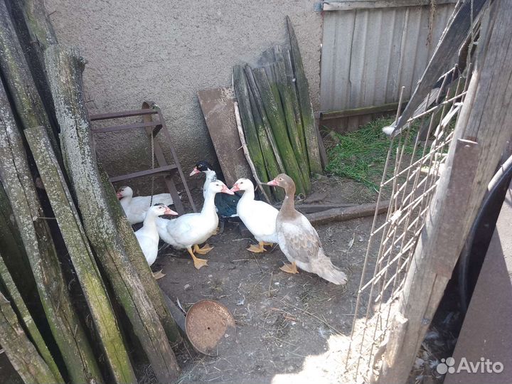 Мускусные индоутята