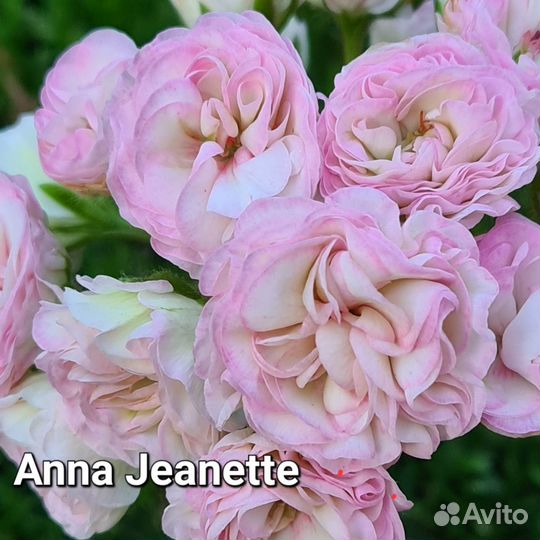 Пеларгонии герань сортовые