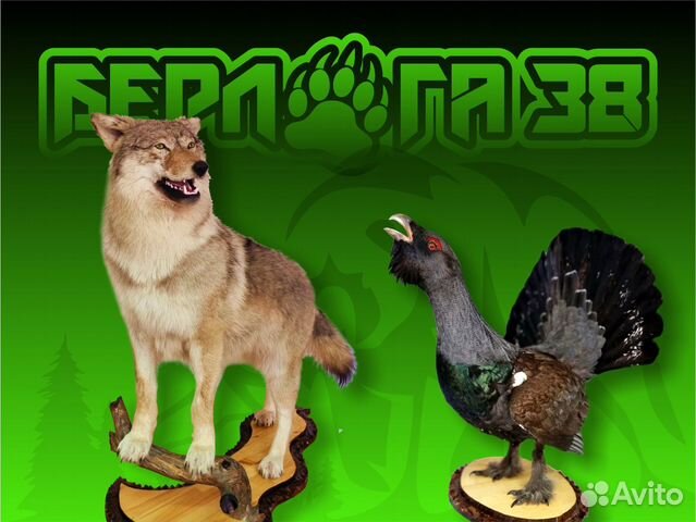 Таксидермия. Чучела на заказ