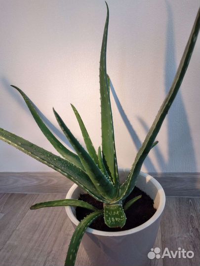 Алоэ большой, могу бесплатно отсадить отростки