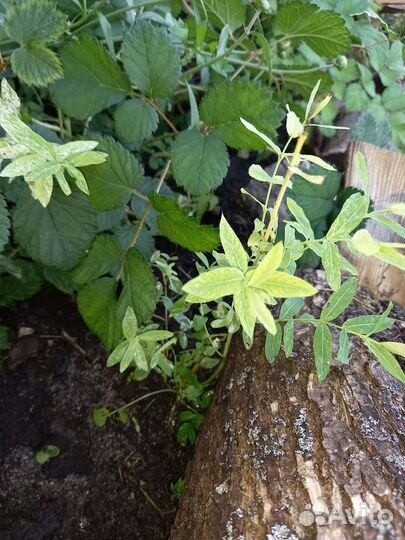 Спирия, дерен, ива