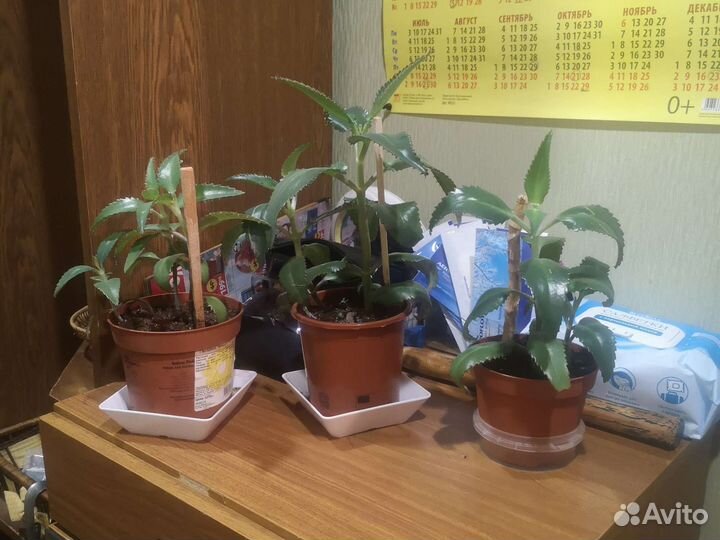 Алоэ столетник каланхоэ