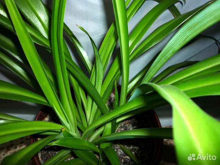 Хлорофитумы взрослые разных сортов