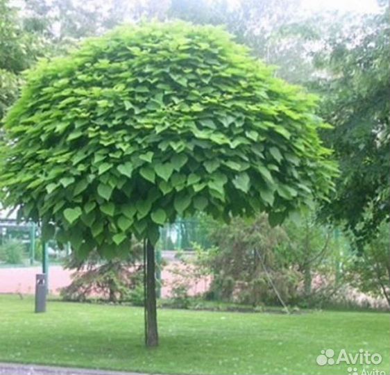 Саженцы катальпы