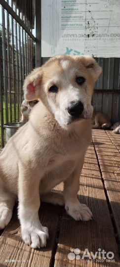 Среднеазиатская овчарка алабай щенки