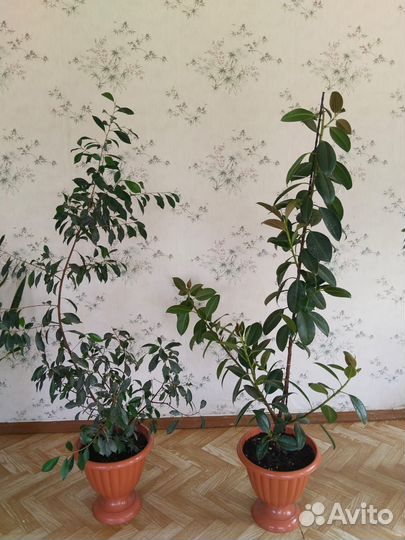 Комнатные цветы