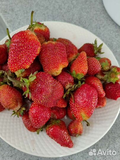 Клубника ремонтантная и малина ремонтантная