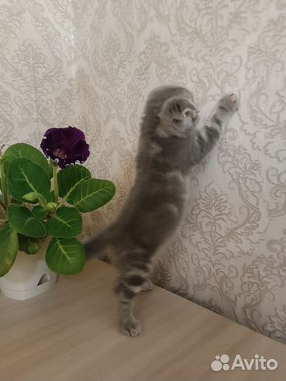 Котята Милашки