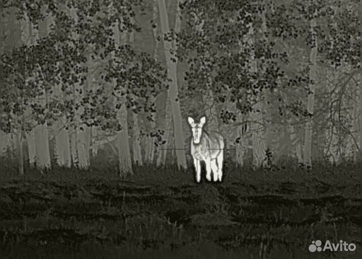 Охотничий тур