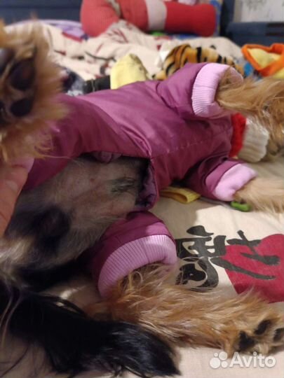 Одежда для маленьких собак