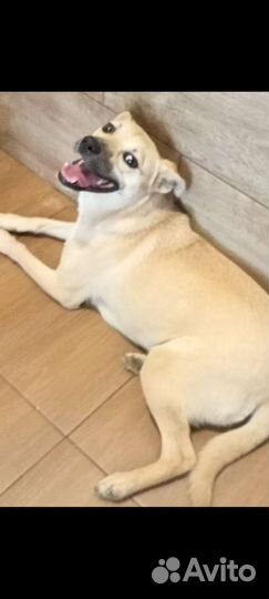 Маленькая стерильная приучена к выгулу