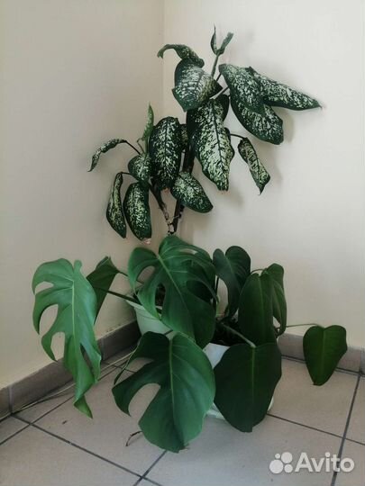 Монстера и дефинбахия