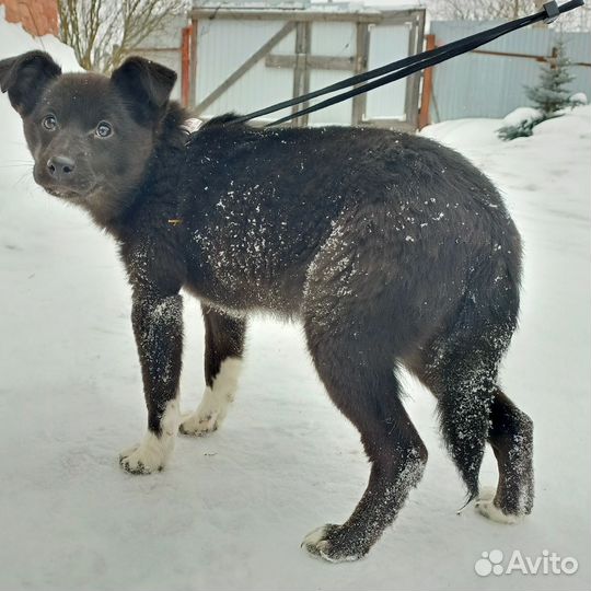 Отдам в ответственые руки
