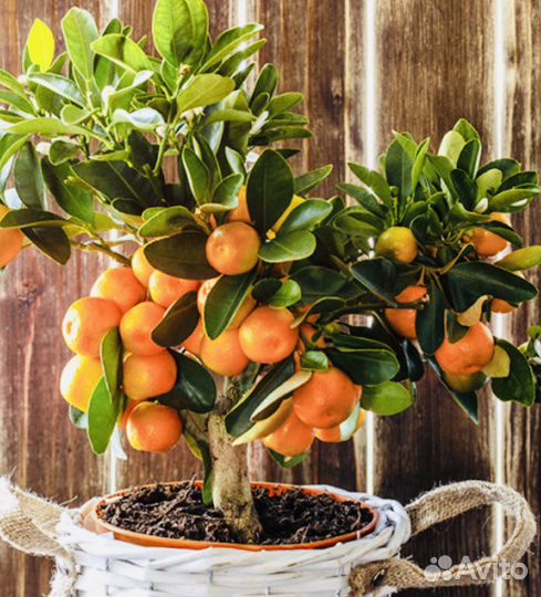 Рассада лайм Мексика, мандарин, апельсин, лимон