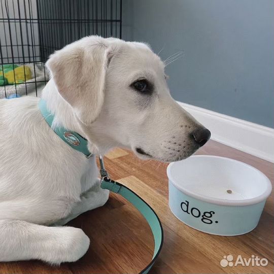 Ошейник и миска Tiffany & Co 83