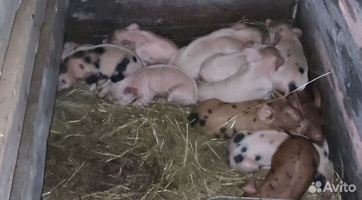 Поросята ландрас дюрок