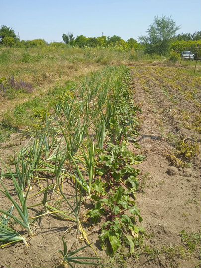 Дом 84 м² на участке 16 сот.