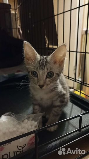 Котëнок2мес
