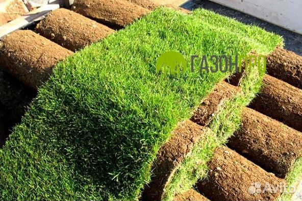 Газонная трава в рулонах