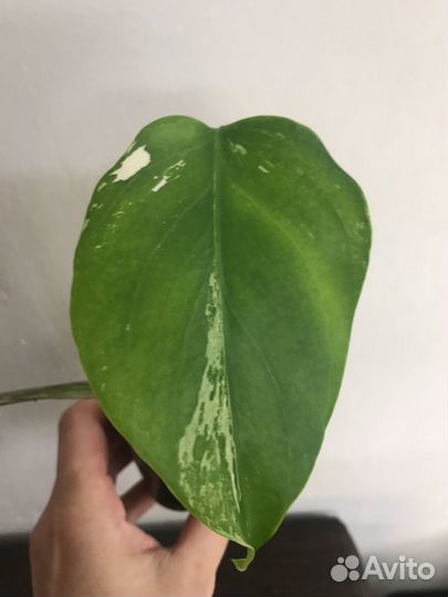 Монстера Альба Борзига