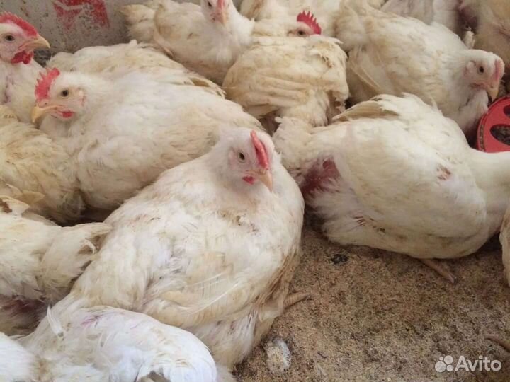 Цыплята бройлеры кобб 500.кобб 700. Росс 308