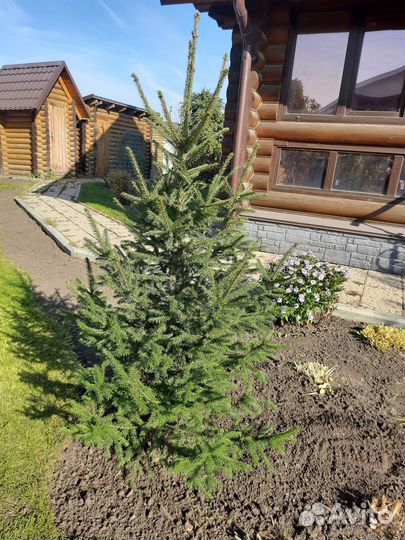 Ели зелёные и голубые