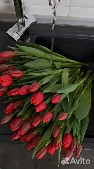 Тюльпаны, открыт предзаказ