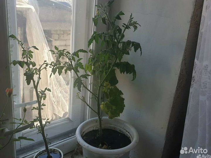 Помидоры балконное чудо