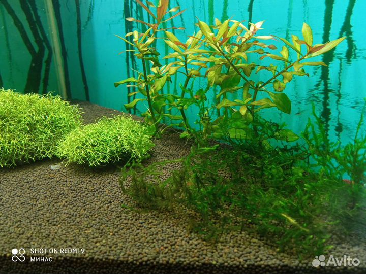 Аквариумные растения, рыбки и креветки