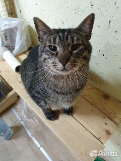 Котик в добрые руки