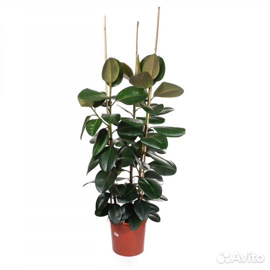 Растения для офиса и дома