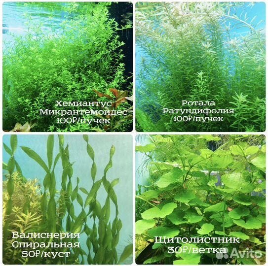 Аквариумные растения, креветки, Lily Pipe