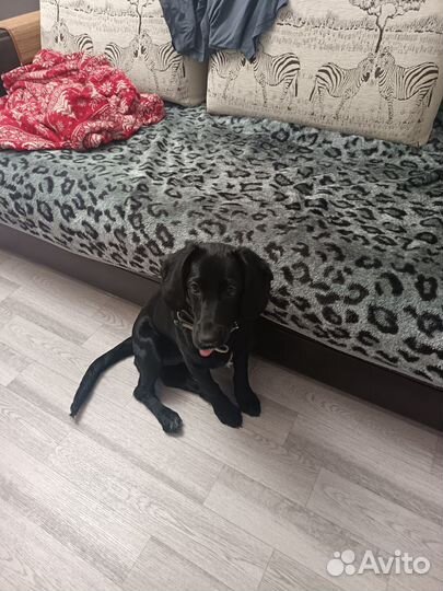 Щенок в добрые руки бесплатно