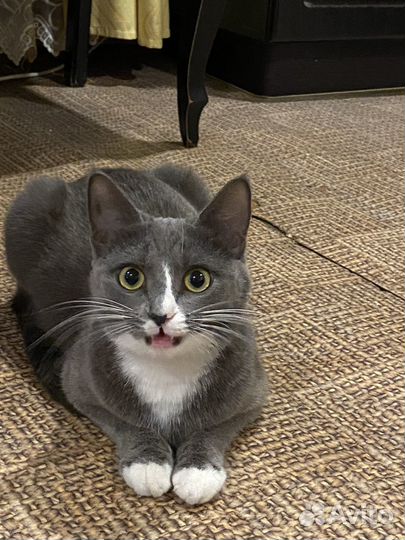 Котята