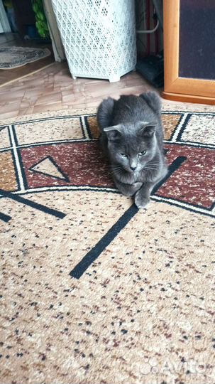 Кошки в добрые руки бесплатно