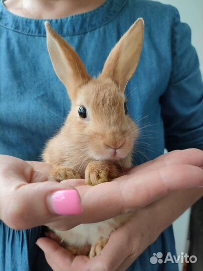 Кролики декоративные