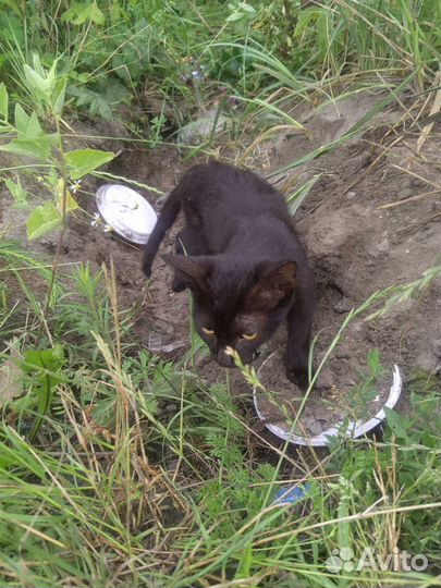 Котик ищет дом