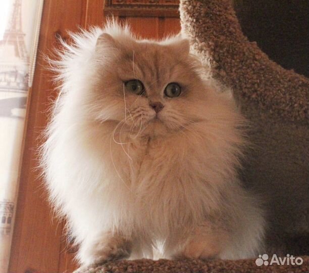 Котик Игорёк