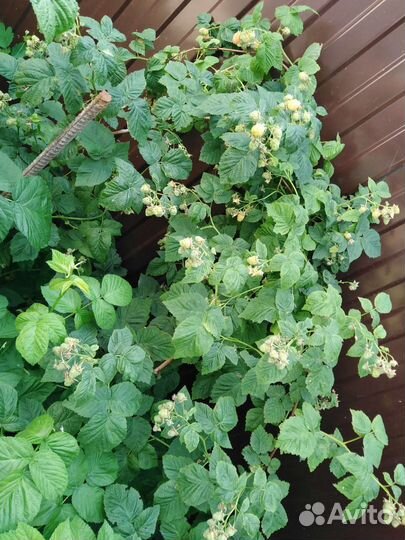 Малина желтая саженцы