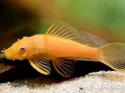 Аквариумные рыбки