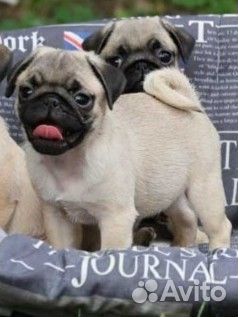 Мопсы щенки девочки