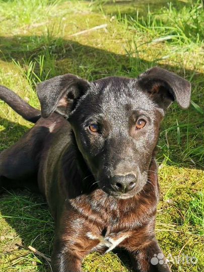 Чёрный лощеный мальчик щенок