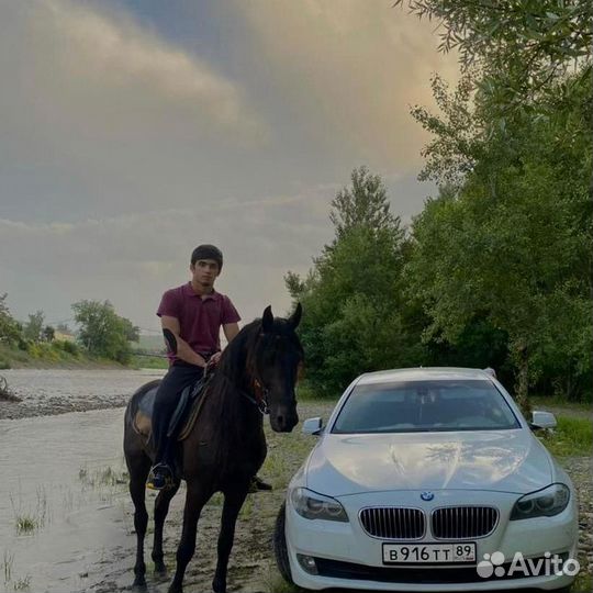 Продаётся кобыла