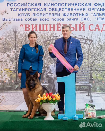 Дрессировка собак, выставки (хендлер), передержка