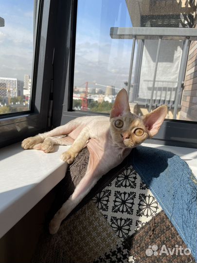 Котик девон рекс Йорик