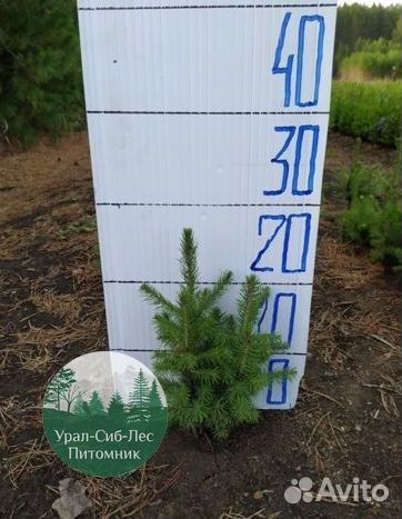 Зкс и окс Сосна Ель Лиственница сеянцы Голуб горн