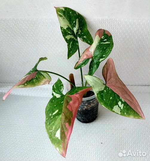 Сингониум Ред спот триколор