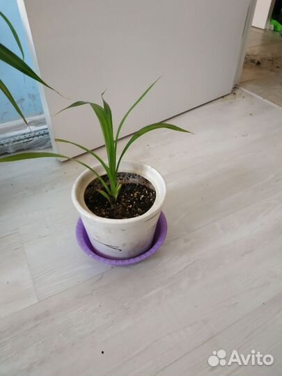 Пальма панданус