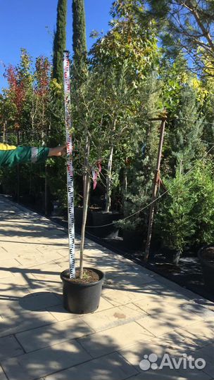 Растения богов